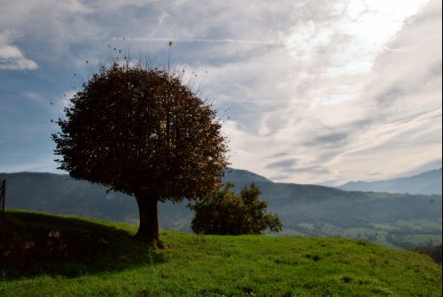 Arbre à Saint Franc