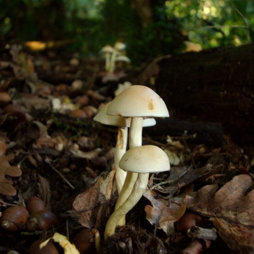 Champignons blancs