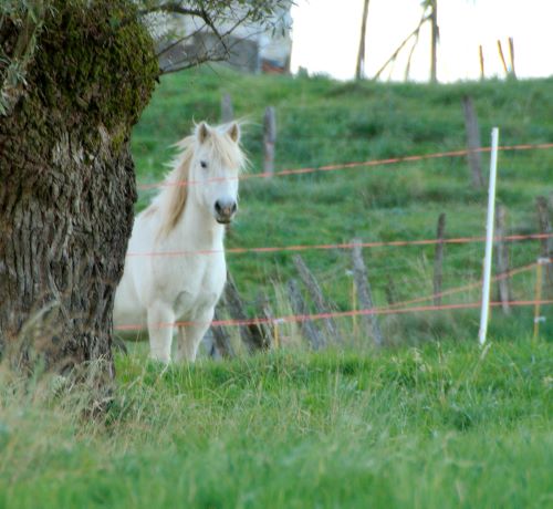 Cheval blanc