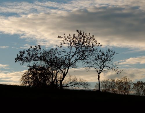 Arbres dans l'ombre