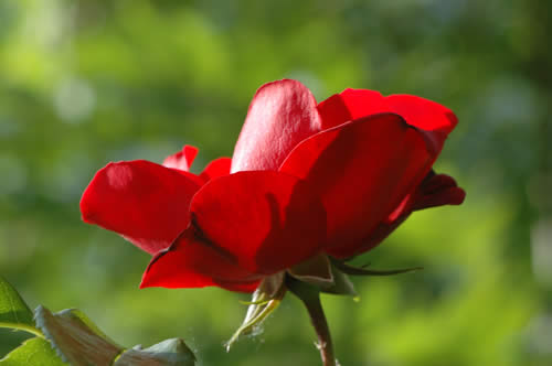 Rose rouge