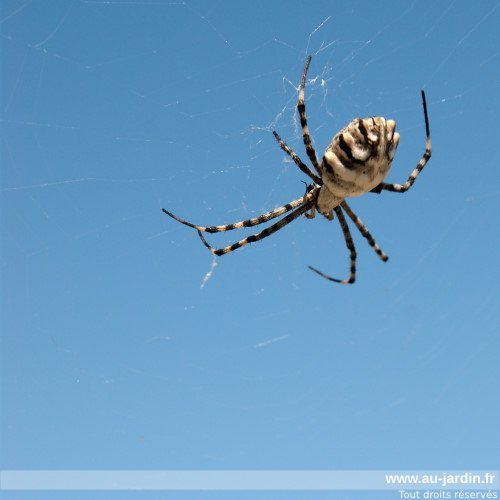 Araignée de Camargue