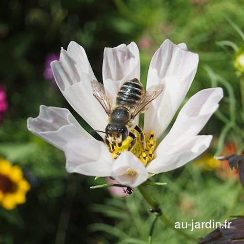 Abeille fleur