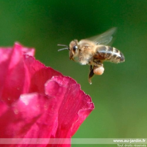 Abeille chargée en approche d'un pavot