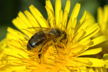Abeille pollenique