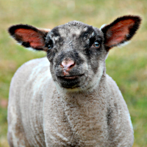 Agneau de printemps