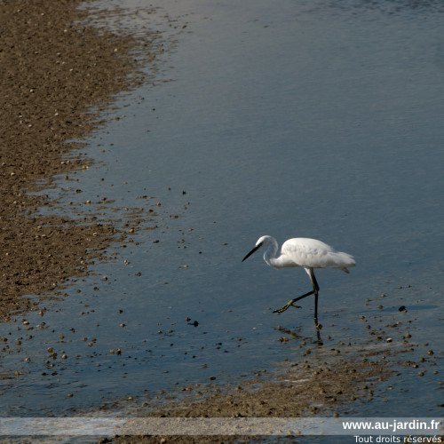 Aigrette garzette