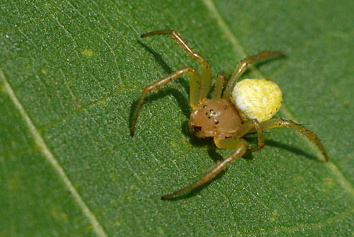Araignée jaune sur feuille de noyer du périgord