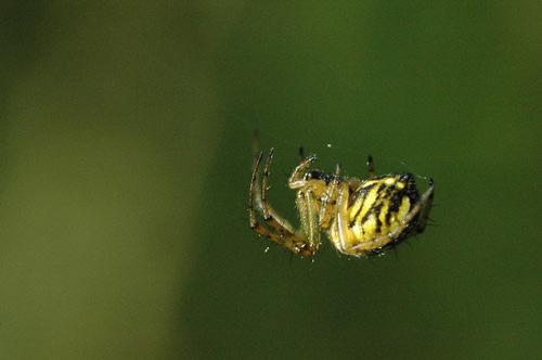 Araignée jaune