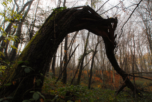 Arbre en arc