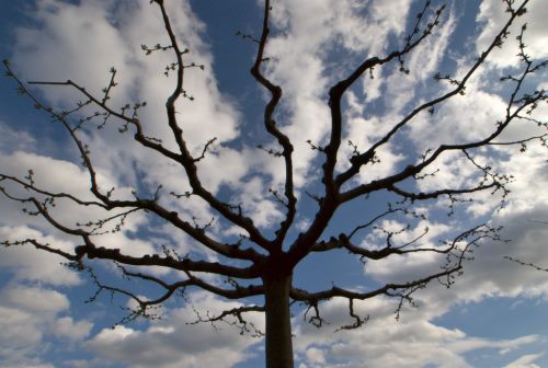 La racine des nuages