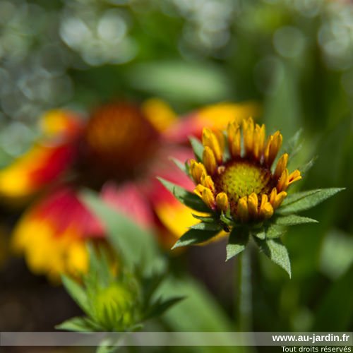 Fleur publique