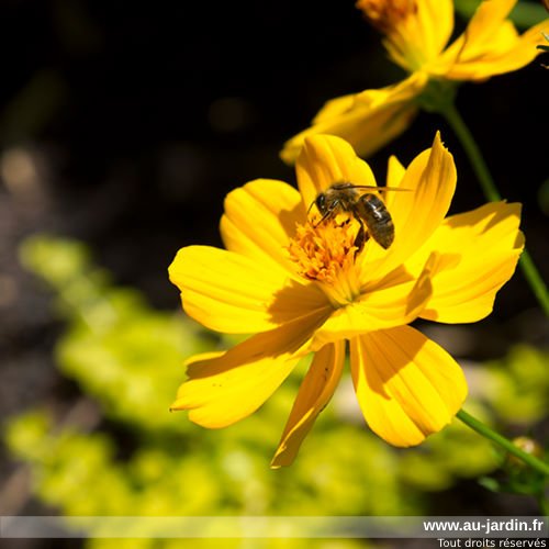 Abeille de ville