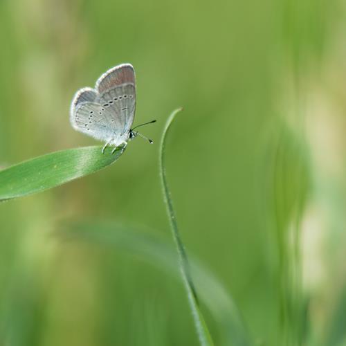 Papillon Azuré dans les champs de la montagne ardèchoise