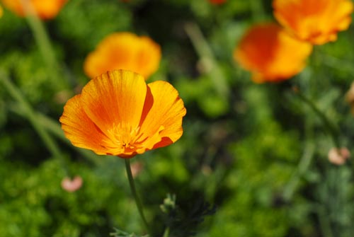 Belle de jour dans un jardin d'Auvergne
