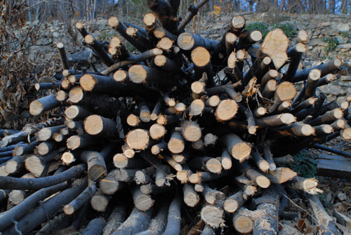 Tas de beaux bois