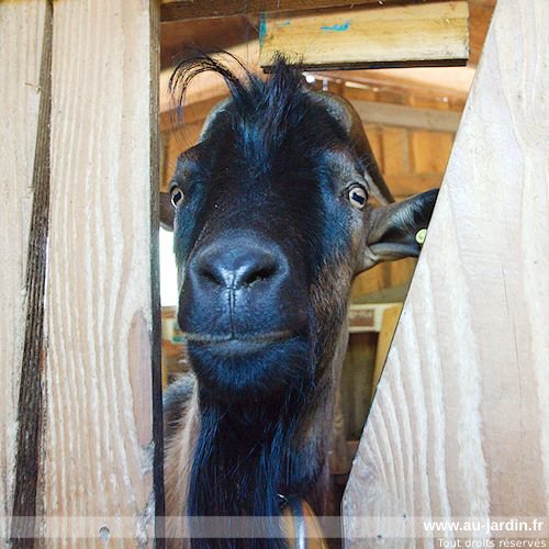 Le bouc
