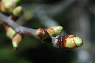 Les bourgeons du cerisier