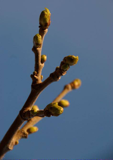 Bourgeons