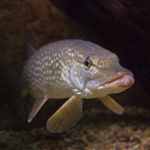 brochet d'avril