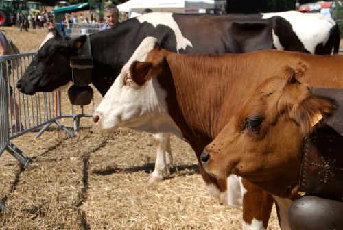 Brochette de vaches