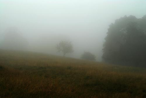 brume sur le jardin