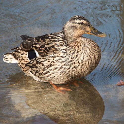 couple de canards colvert