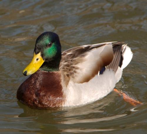 Canard colvert dans le Parc Jouvet à Valence