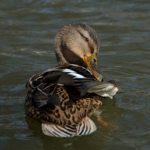 Cane colvert