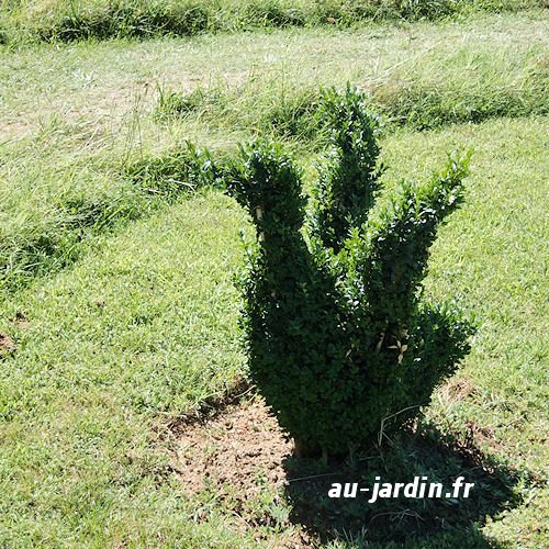 Canard du Jardin d'Eyrignac
