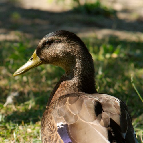 Tête de Canard