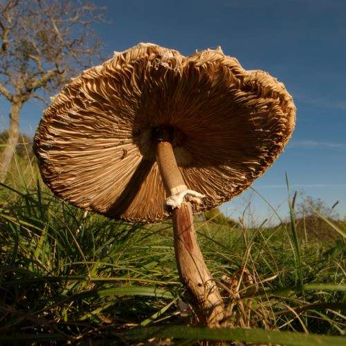Champignon hallucinant