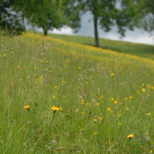 Les Varvats en Chartreuse