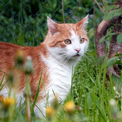 Chat d'Aix les Bains