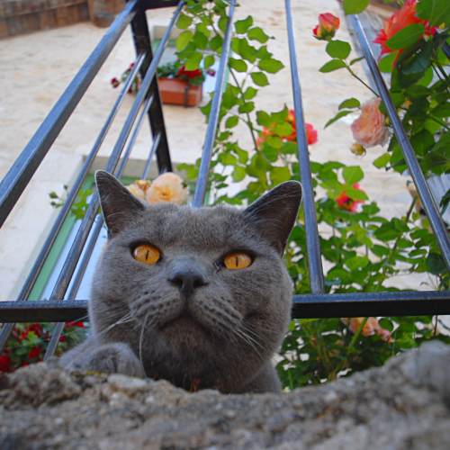 Chat gris de Chanaz