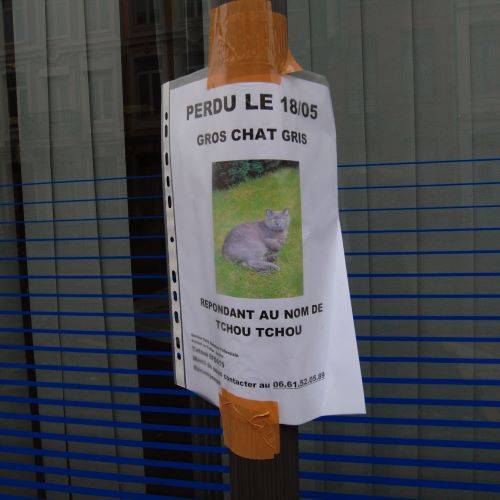 Chat minot perdu