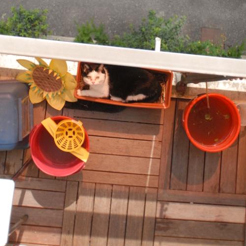 Bac à chat