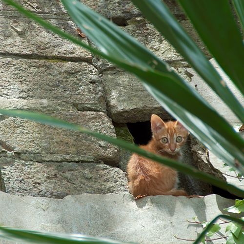 Chaton dans le parc Montjuïc à Barcelone