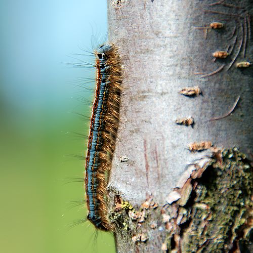 Chenille orange et bleue Malacosoma neustria
