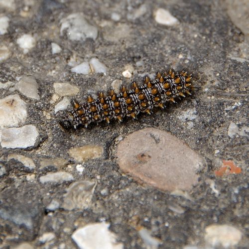 Chenille sur asphalte
