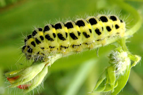 Chenille jaune