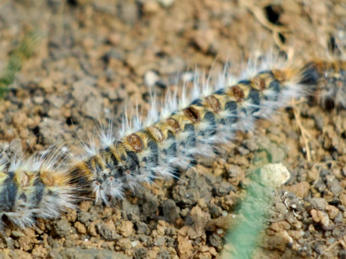 Balade de printemps des Chenilles processionnaires du pin