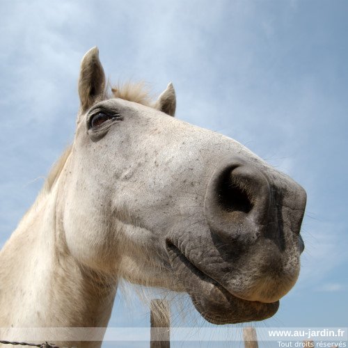 Le sourire d'une Jument camarguaise