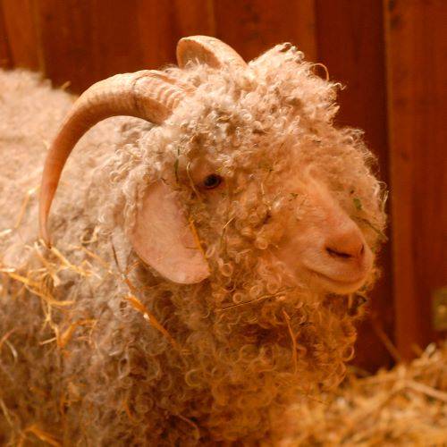 Chèvre angora