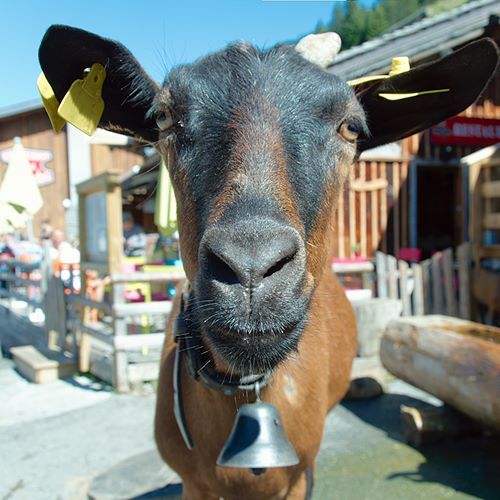 Chèvre des Lindarets sans la Vallée d'Aups