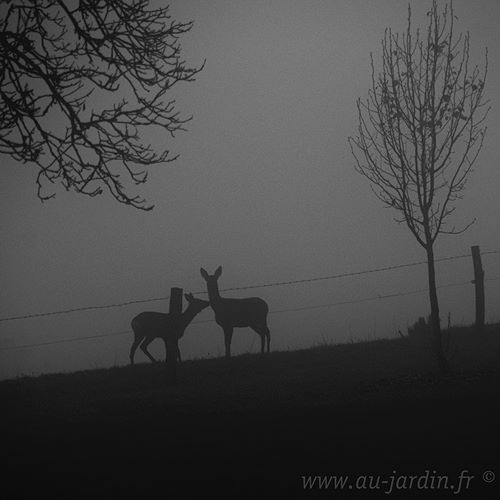Chevreuils dans le brouillard de Bourgogne
