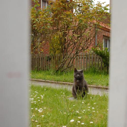 chti chat
