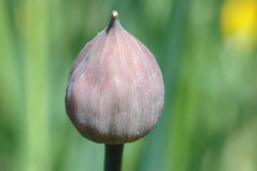 Bouton de ciboulette
