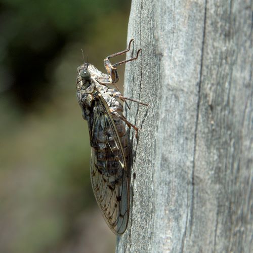 Cigale sur pylône