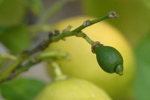 Citronnier